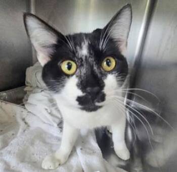 Rescue Domestic Short Hair Cats for Adoption in Fernandina Beach, Florida - TRAVIS | PetCurious