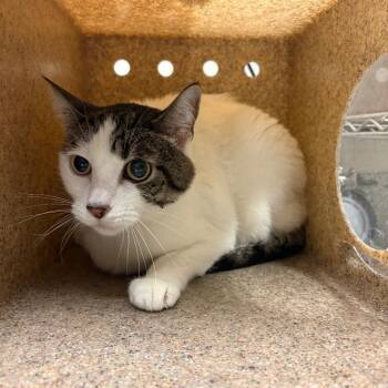 Poppy -  Domestic Medium Hair Cat for Adoption in Reno, Nevada - Poppy | PetCurious