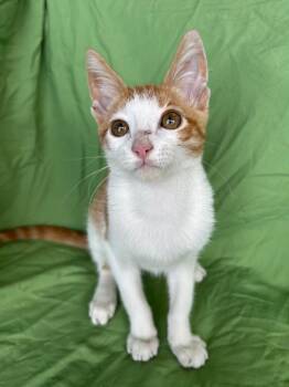 Frito -  Domestic Short Hair Cat for Adoption in Corpus Christi, Texas - Frito | PetCurious