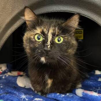 Princess -  Domestic Medium Hair Cat Available for Adoption in Nantucket, Massachusetts - Princess | PetCurious