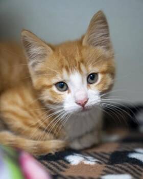 Jovie -  Domestic Short Hair Cat for Adoption in Pequot Lakes, Minnesota - Jovie | PetCurious