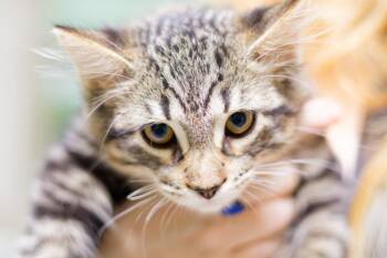 RPM -  Domestic Medium Hair Cat for Adoption in Hot Springs, Arkansas - RPM | PetCurious