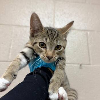 Butterball -  Domestic Short Hair Cat for Adoption in Birmingham, Alabama - Butterball | PetCurious