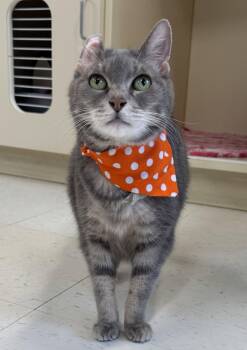 Beatrice -  Domestic Short Hair Cat for Adoption in Manistee, Michigan - Beatrice | PetCurious