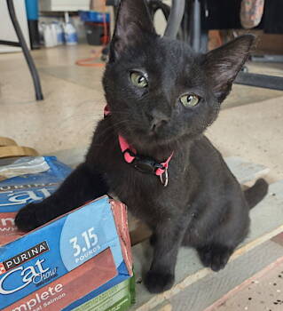 Rescue Domestic Short Hair Cats for Adoption in Albemarle, North Carolina - Chatter | PetCurious