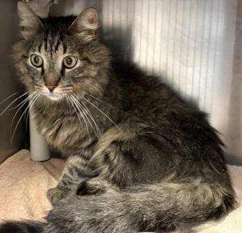NIMBUS -  Domestic Long Hair Cat for Adoption in Pueblo, Colorado - NIMBUS | PetCurious