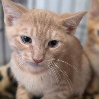 Frodo -  Domestic Short Hair Cat for Adoption in Huntsville, Alabama - Frodo | PetCurious