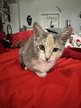 Rescue Dilute Calico Cats for Adoption in Land O