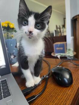Freckles -  Domestic Short Hair Cat for Adoption in Warner Robins, Georgia - Freckles | PetCurious