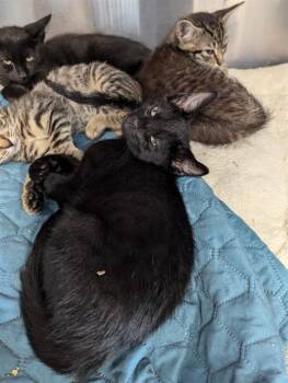 Rescue Domestic Short Hair Cats for Adoption in Brunswick, Georgia - KENT | PetCurious