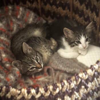 Ocotillo -  Domestic Short Hair Cat for Adoption in Tempe, Arizona - Ocotillo | PetCurious