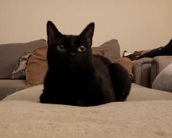 Rescue Domestic Short Hair Cats for Adoption in Kenhorst, Pennsylvania - Shadow | PetCurious
