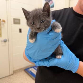 Domestic Short Hair Cats Available for Adoption in Auburn, Alabama - Jigglypuff | PetCurious