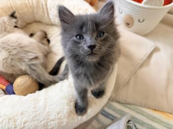 Jackson - Bonded with Cody -  Domestic Medium Hair Cat for Adoption in Fremont, California - Jackson - Bonded With Cody | PetCurious