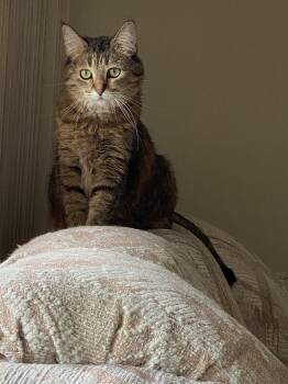 Amanda -  Domestic Short Hair Cat for Adoption in Wayzata, Minnesota - Amanda | PetCurious