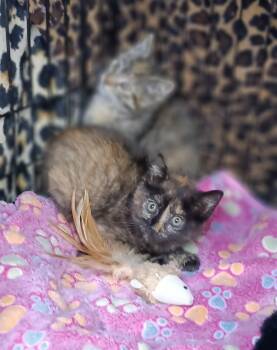 Rescue Tortoiseshell Cats for Adoption in Bethpage, New York - Lunabelle | PetCurious