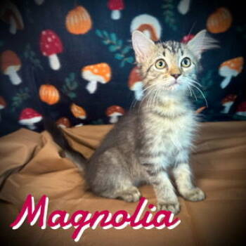 Rescue Domestic Medium Hair and Tabby Cats for Adoption in Pleasanton, Texas - Magnolia | PetCurious