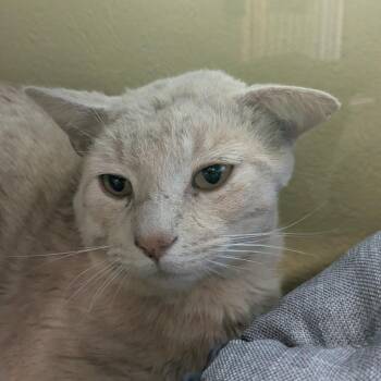 Domestic Short Hair Cats Available for Adoption in Huntsville, Arkansas - (Vet ,5/5) General Scarwhisker | PetCurious