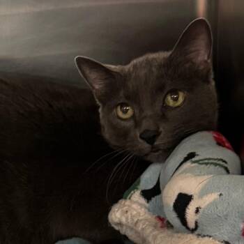 Gracie -  Domestic Short Hair Cat for Adoption in Lakewood, Colorado - Gracie | PetCurious