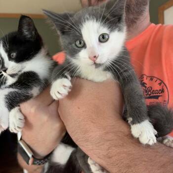 Earl -  Domestic Short Hair Cat for Adoption in Milan, Illinois - Earl | PetCurious