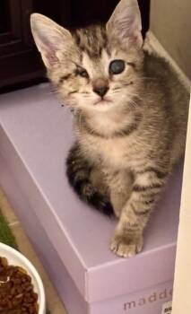 Rescue Domestic Short Hair Cats for Adoption in Chamblee, Georgia - Twitter | PetCurious