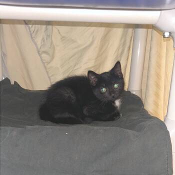 Rescue Domestic Short Hair Cats for Adoption in Hendersonville, North Carolina - Flannel | PetCurious