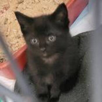 Maria -  Domestic Short Hair Cat for Adoption in Portsmouth, Ohio - Maria | PetCurious