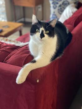 Domestic Short Hair Cats Available for Adoption - Astro | PetCurious