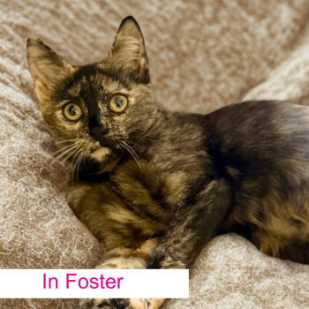 Rescue Domestic Short Hair Cats for Adoption in Chapel Hill, North Carolina - Sophia | PetCurious