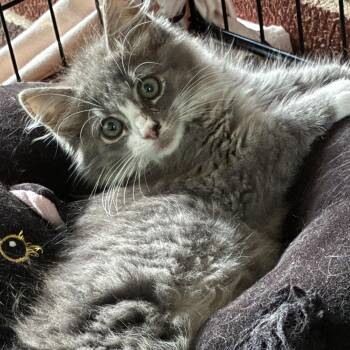 Fabio -  Domestic Long Hair Cat for Adoption in Charlotte, North Carolina - Fabio | PetCurious