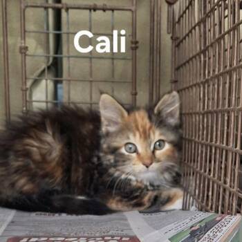 Cali May -  Domestic Long Hair Cat for Adoption in Woodstock, Virginia - Cali May | PetCurious
