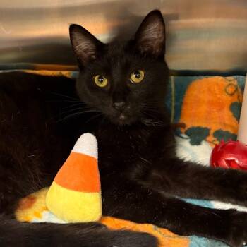 Candy Corn -  Domestic Short Hair Cat for Adoption in Keizer, Oregon - Candy Corn | PetCurious