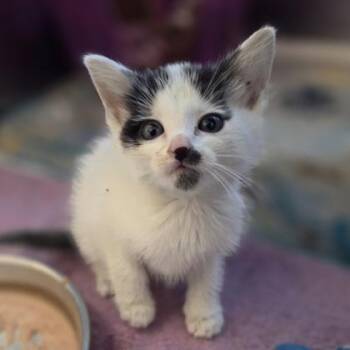 Phish Food -  Domestic Short Hair Cat for Adoption in Westland, Michigan - Phish Food | PetCurious