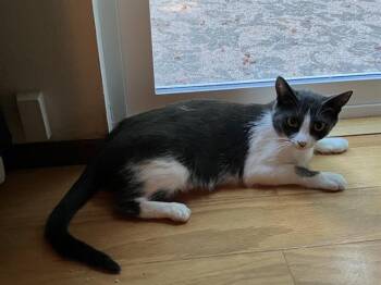 SARAH -  Domestic Short Hair Cat for Adoption in Kent, Washington - SARAH | PetCurious