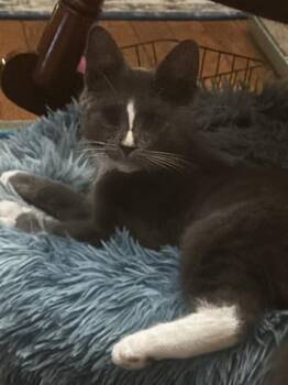 Thelma -  Domestic Short Hair Cat for Adoption - Thelma | PetCurious