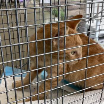 Ollies Orange -  Domestic Short Hair Cat for Adoption in Montgomery, Alabama - Ollies Orange | PetCurious