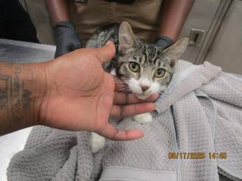 Merlin (648) -  Domestic Short Hair Cat for Adoption in Marietta, Georgia - Merlin (648) | PetCurious