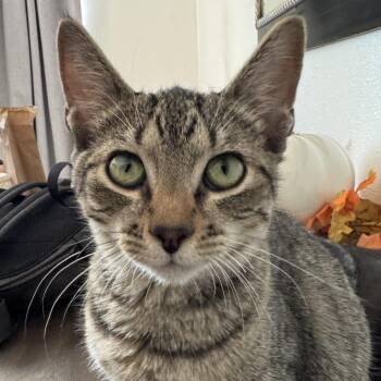 Squeak -  Domestic Short Hair Cat for Adoption in Ripon, California - Squeak | PetCurious