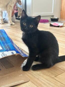 Swift 2 -  Domestic Short Hair Cat for Adoption in Arthur, Ontario - Swift 2 | PetCurious