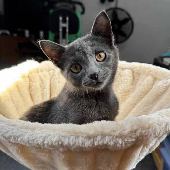 Rescue Russian Blue and Domestic Short Hair Cats for Adoption in Chicago, Illinois - Gracie Lou Freebush | PetCurious