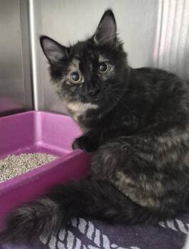 SASHA -  Domestic Long Hair Cat for Adoption in Vaughan, Ontario - SASHA | PetCurious