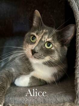 Alice -  Domestic Short Hair Cat for Adoption in Cincinnati, Ohio - Alice | PetCurious