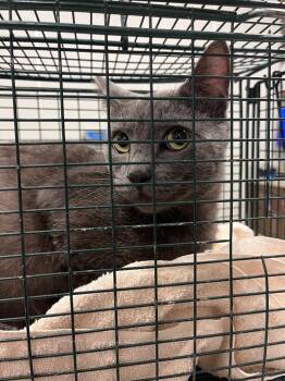Trent -  Domestic Short Hair Cat for Adoption in Clarksville, Tennessee - Trent | PetCurious