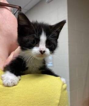 Rescue Domestic Short Hair Cats for Adoption in Mason City, Iowa - Claudette | PetCurious