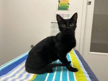 Flex Seal -  Domestic Short Hair Cat for Adoption in Kansas City, Missouri - Flex Seal | PetCurious