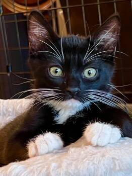 Turbo -  Domestic Short Hair Cat for Adoption in Antioch, California - Turbo | PetCurious