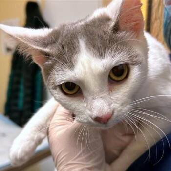 Laura Palmer -  Domestic Short Hair Cat for Adoption in Woodinville, Washington - Laura Palmer | PetCurious
