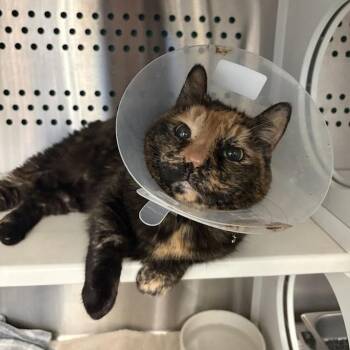Domestic Short Hair Cats Available for Adoption in Pittsburgh, Pennsylvania - Moe | PetCurious
