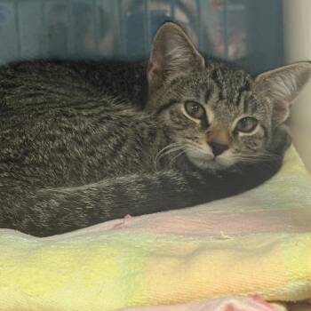 Poppy -  Domestic Short Hair Cat for Adoption in East Hanover, New Jersey - Poppy | PetCurious