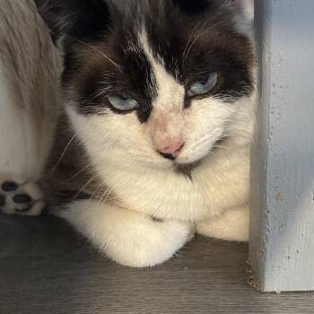 Domestic Short Hair and Siamese Cats Available for Adoption in Oak Bluffs, Massachusetts - Tex | PetCurious